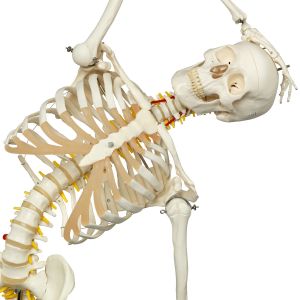 Squelette humain avec insertions musculaires Premium / Squelettes / SVT