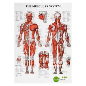 Poster the Human Muscular System 50 x 70 cm