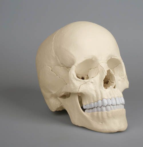 Crâne humain articulé 22 pièces EZ 4701