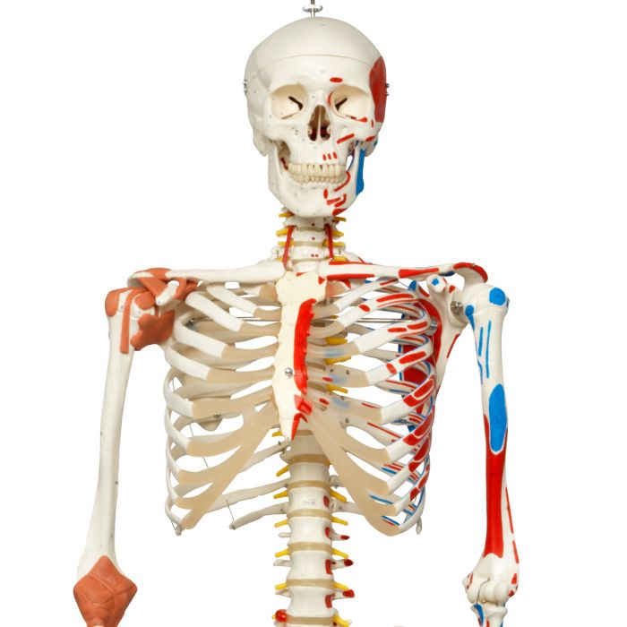 Squelette humain modèle anatomique + marquage des muscles +