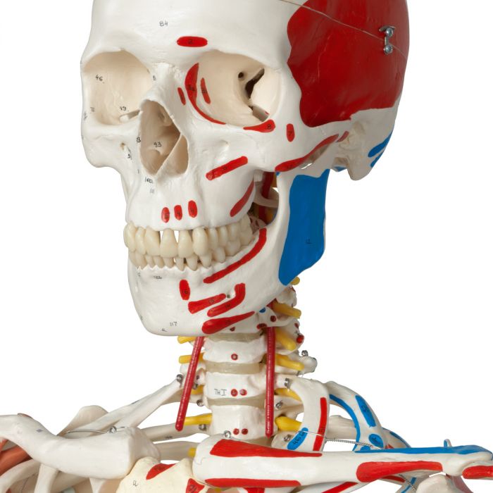 Modèle anatomique du squelette humain musculaire et ligamentaire