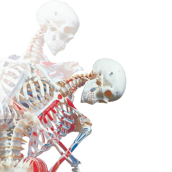 Squelette anatomique Sam, Squelette Humain Sam, Remplace avantageusement la  réf.1000033