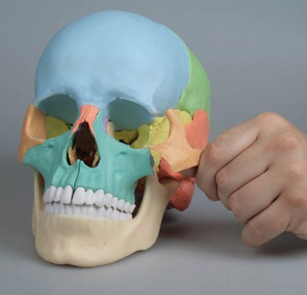 Crâne Articulé Version Anatomique, 22 Pièces - YLEA